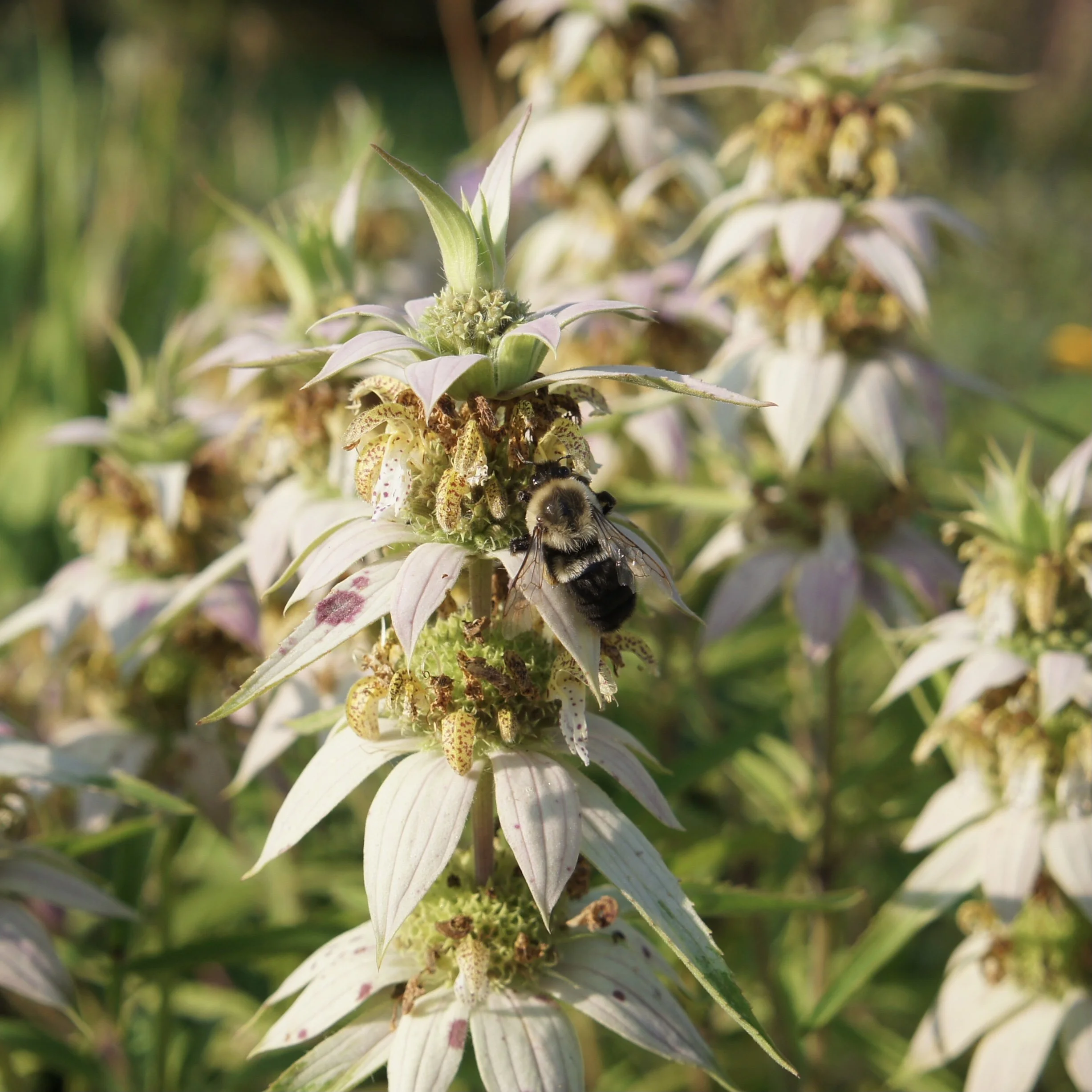 Spotted Bee Balm