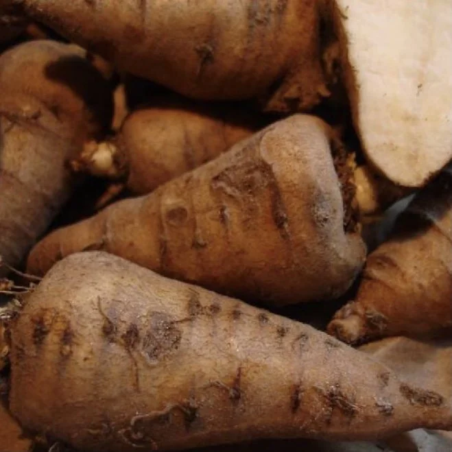 Turnip-rooted Chervil