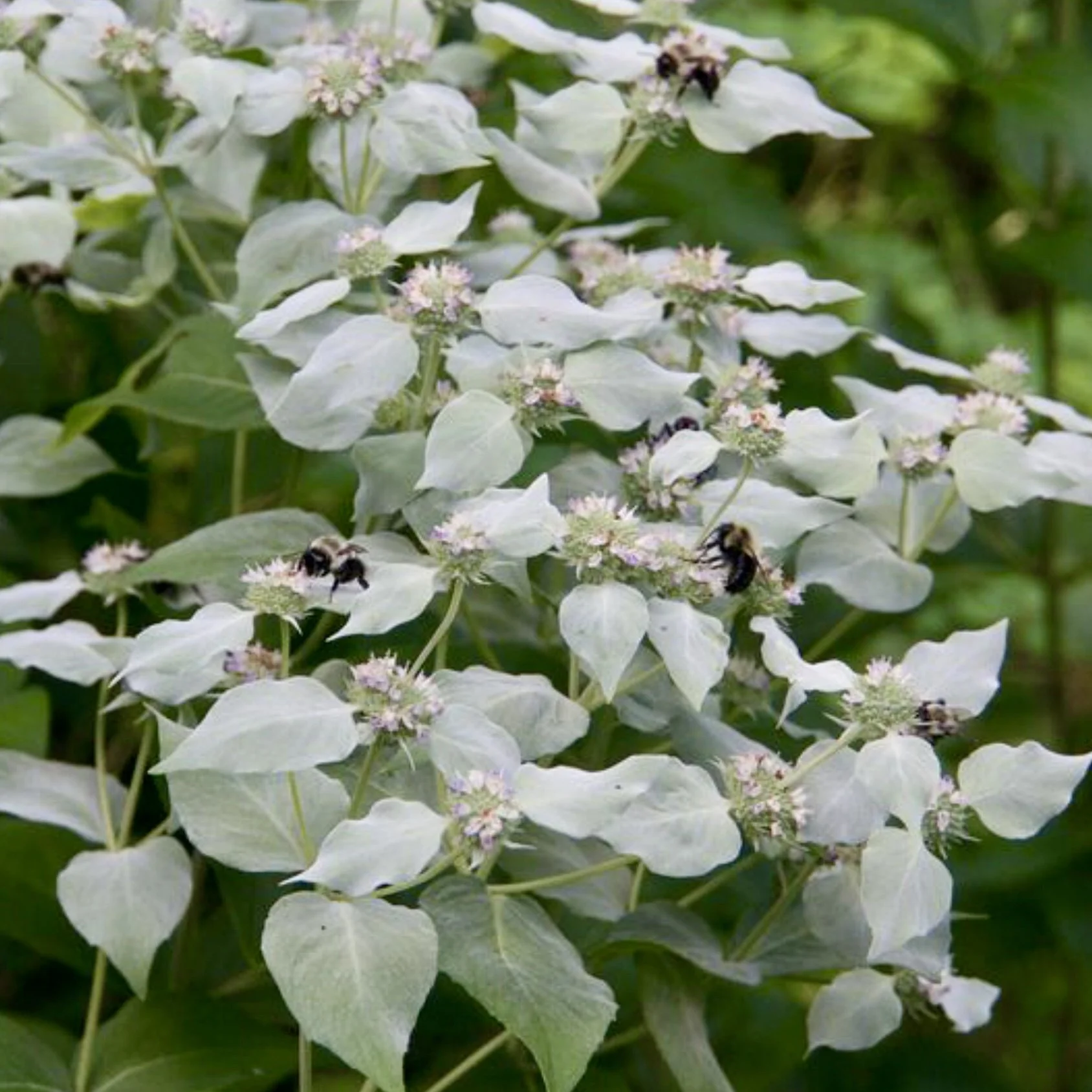 Mountain Mint