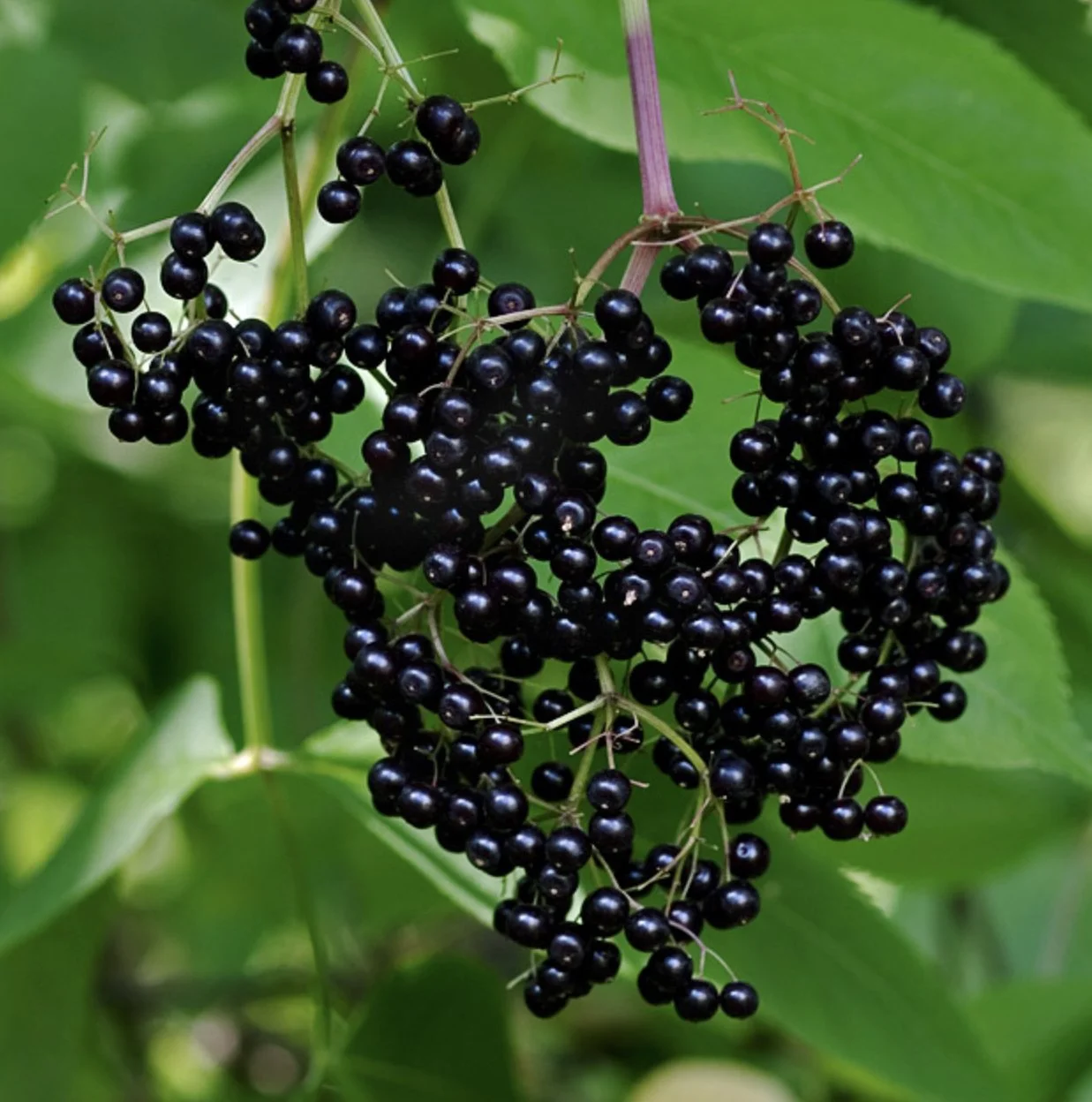 Black Elderberry