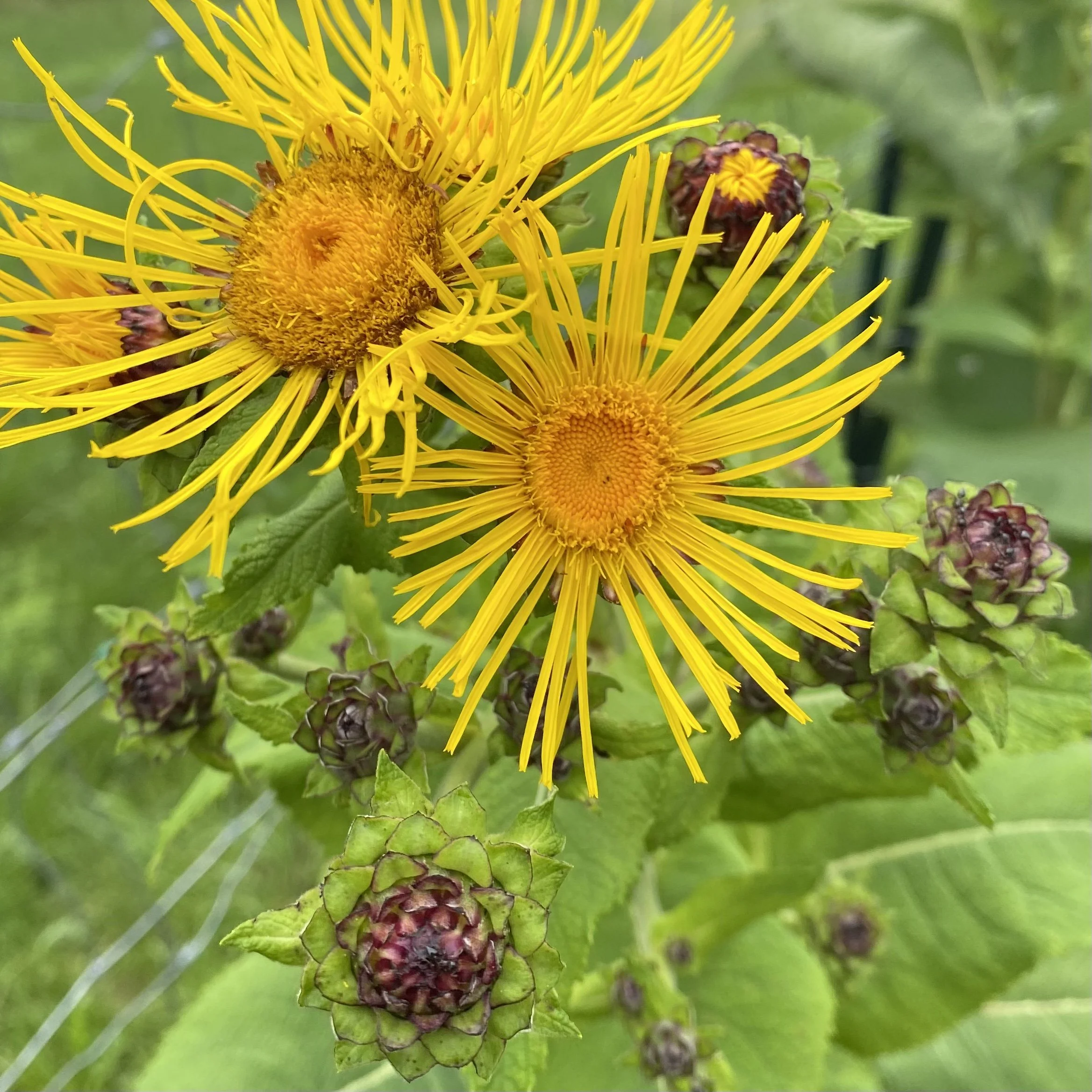 Elecampane