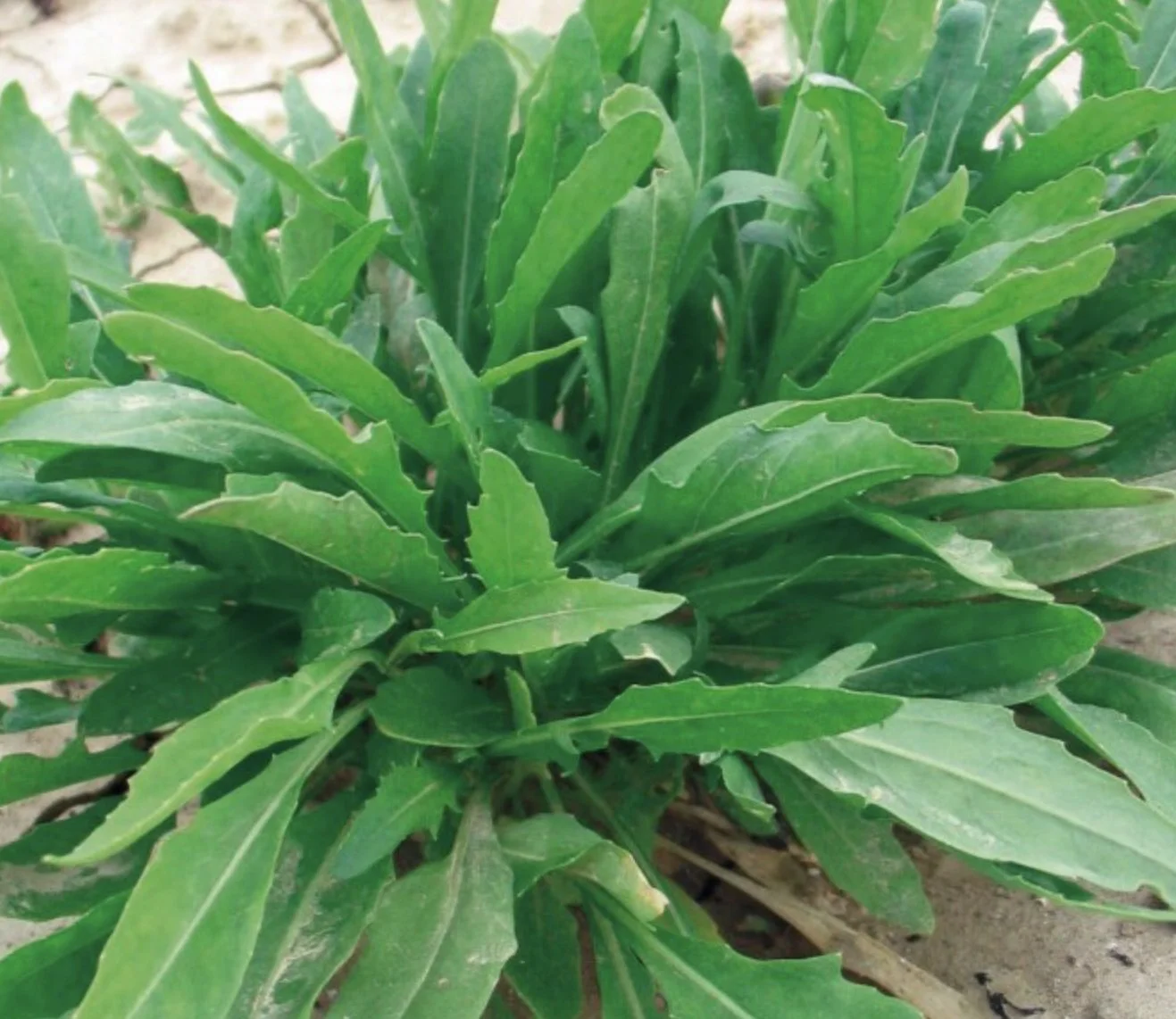 Rucola Selvatica a Foglia d'Ulivo