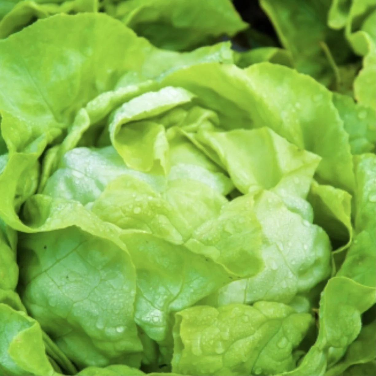 Winter Marvel Lettuce