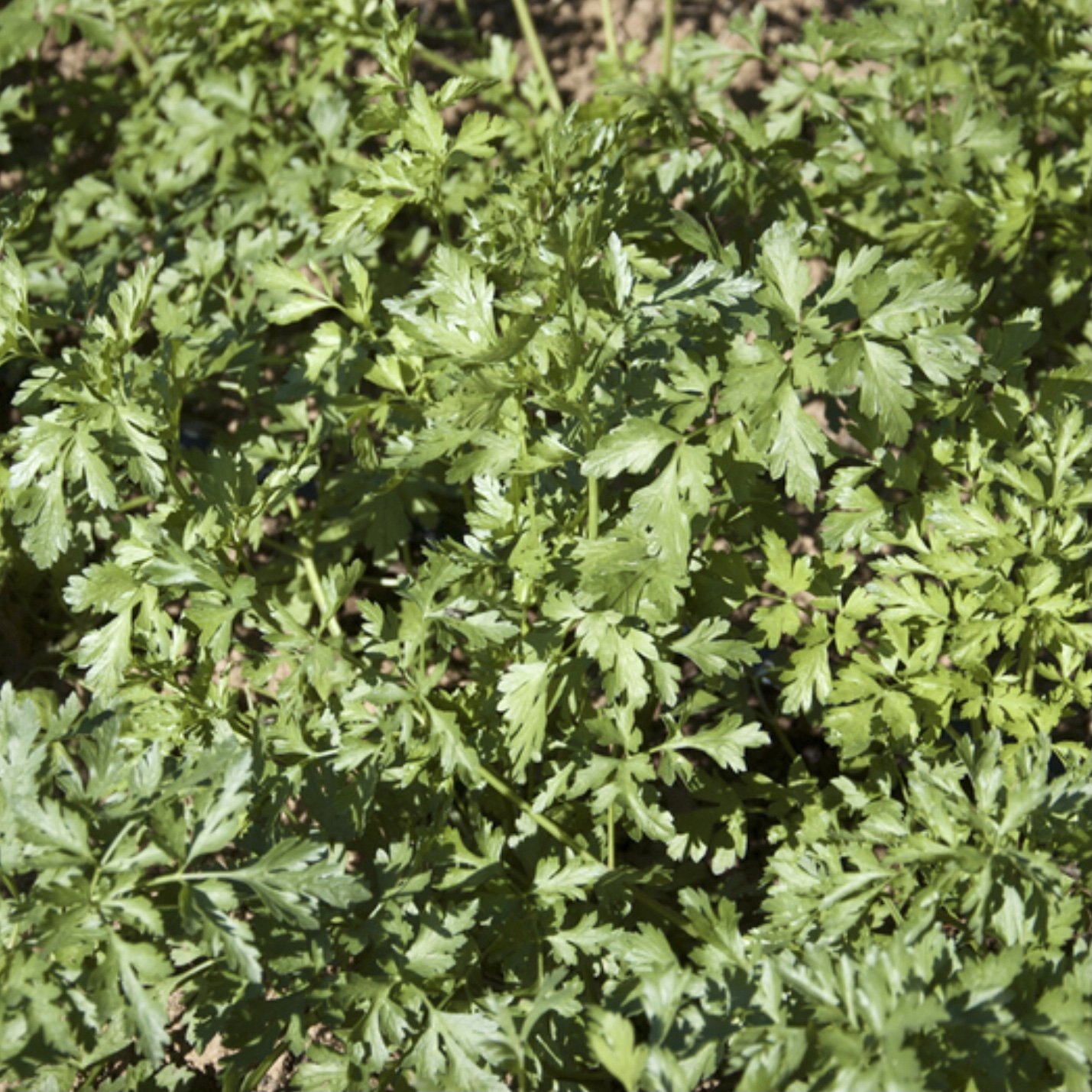 Hungarian Landrace Parsley