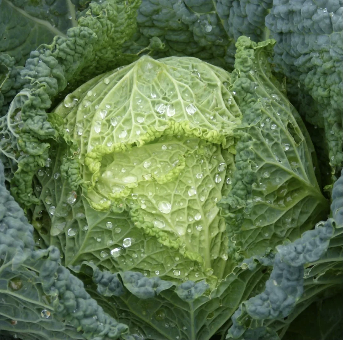 Ormskirk Cabbage