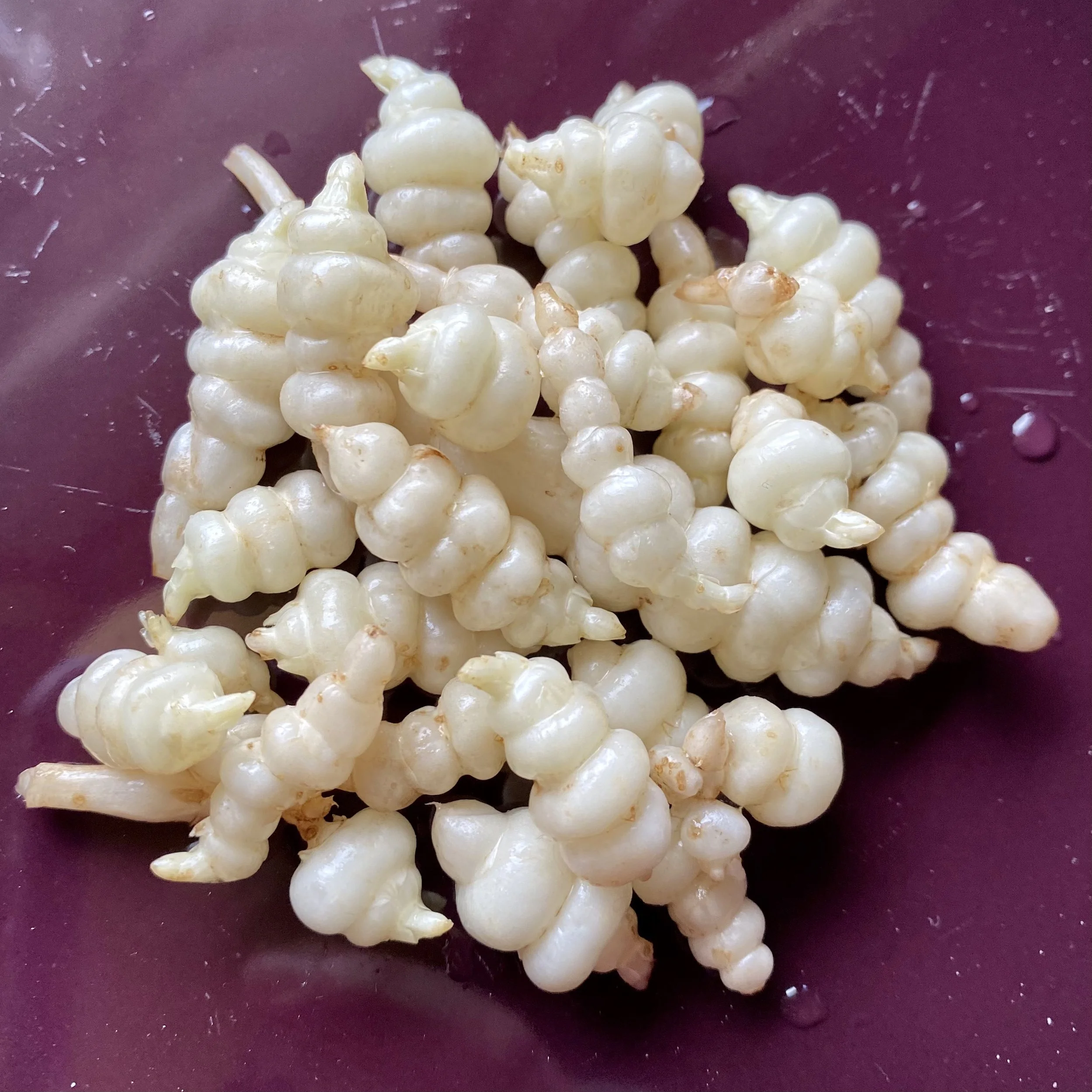 Crosnes