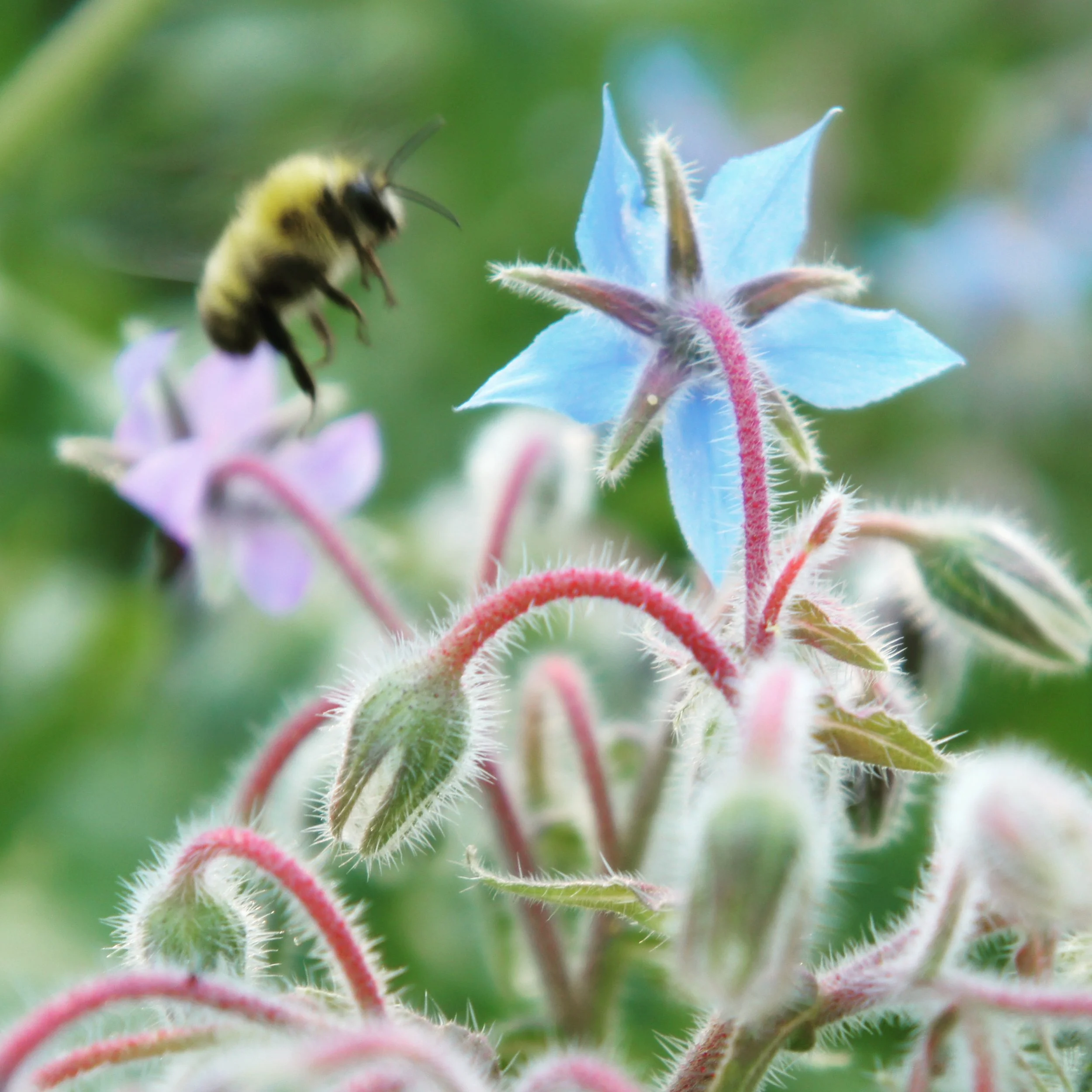 Borage