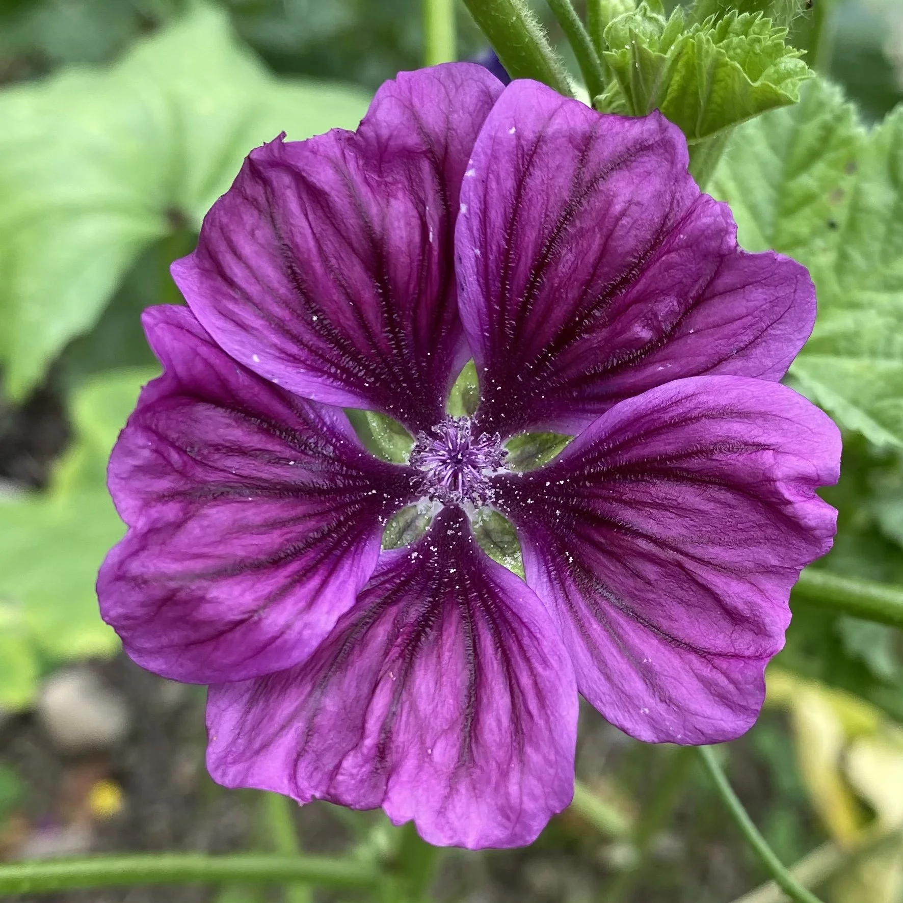Blue Mallow