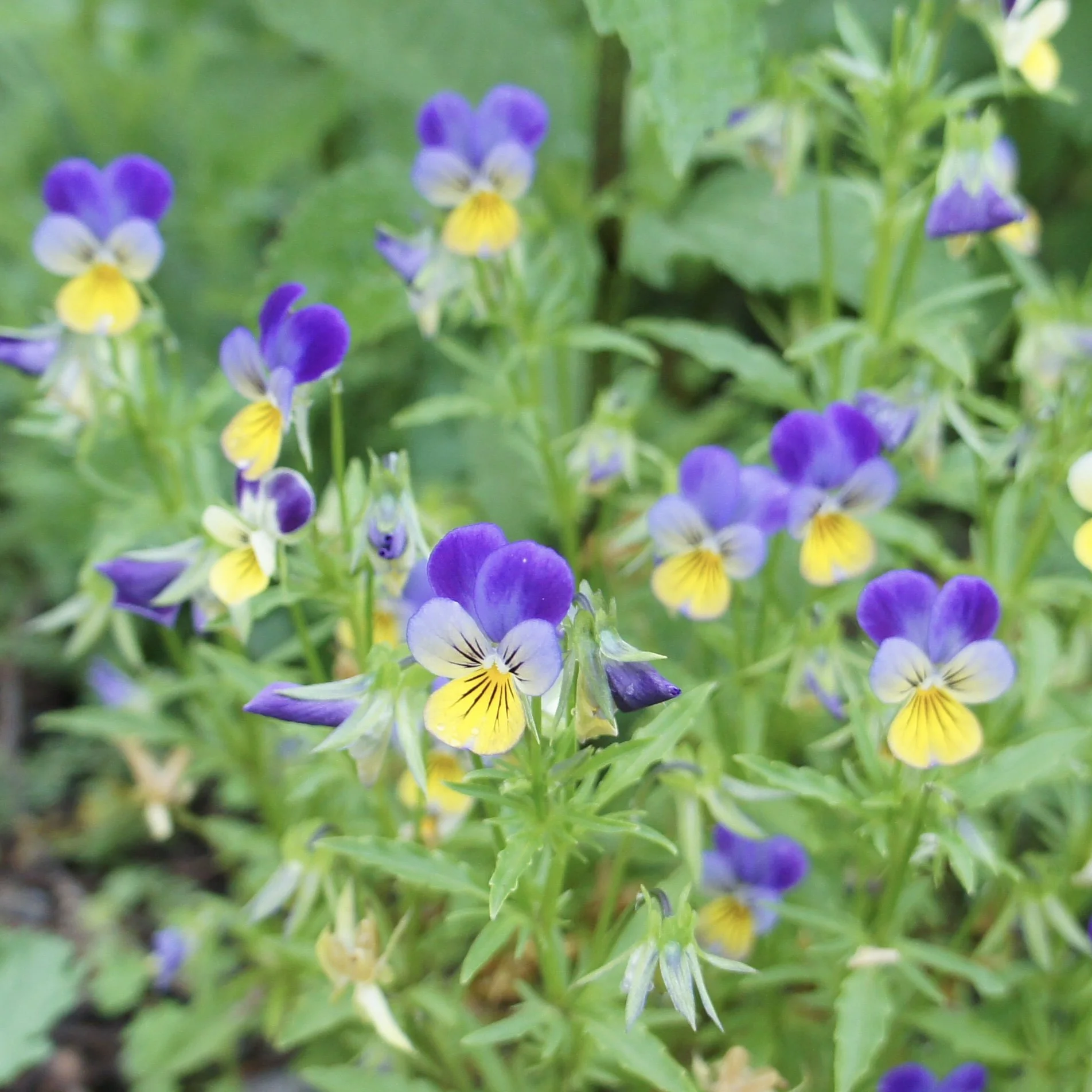 Heartsease