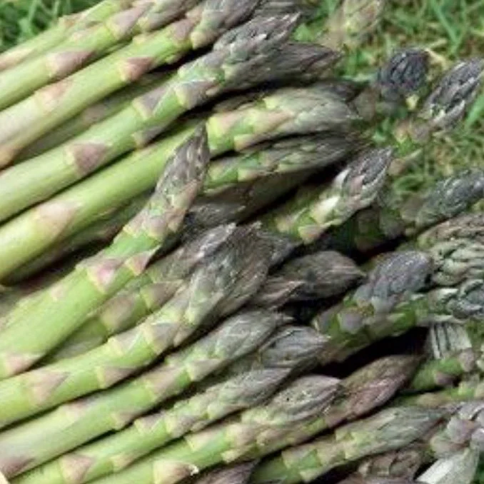 Conover's Colossal Asparagus