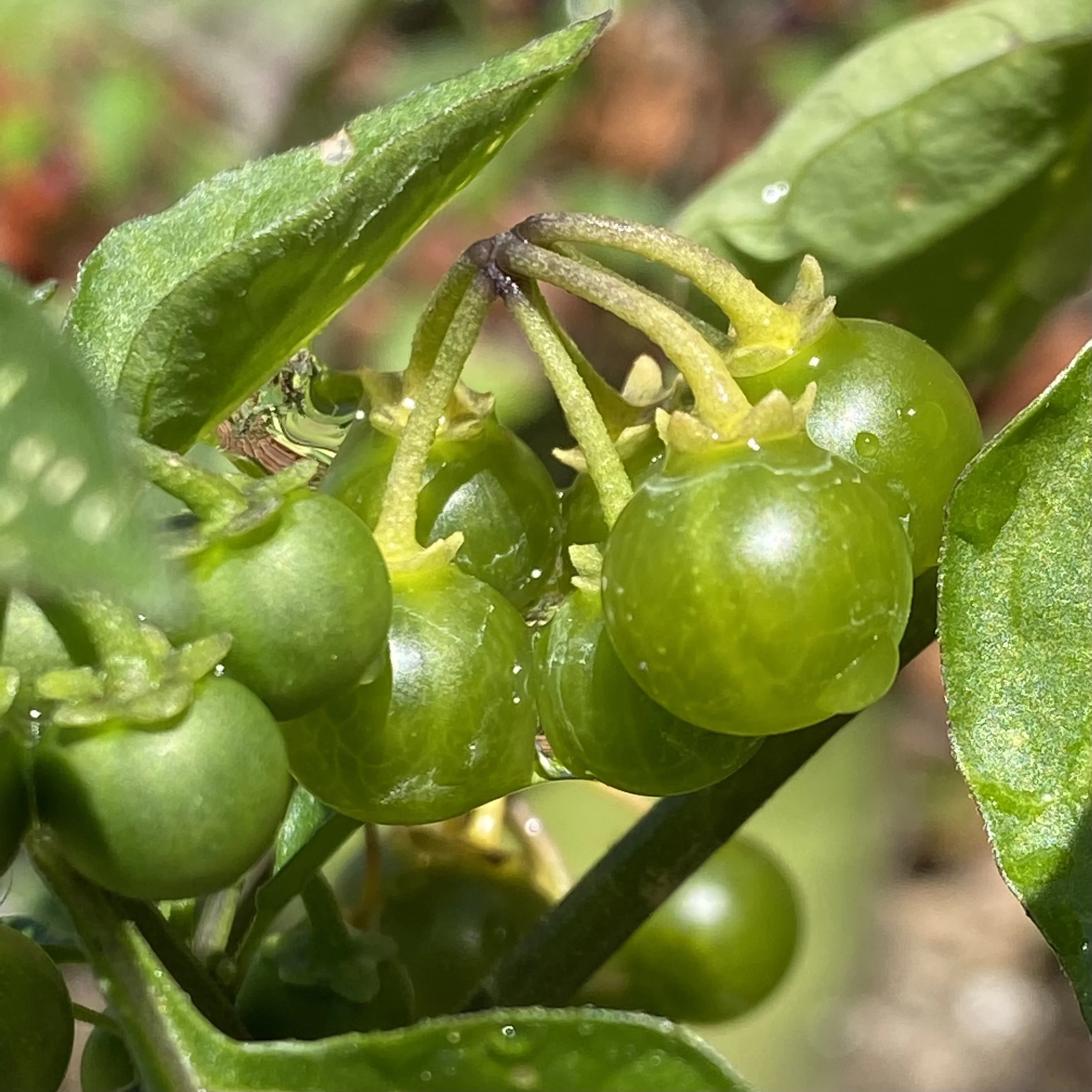 Colombian Greenberry