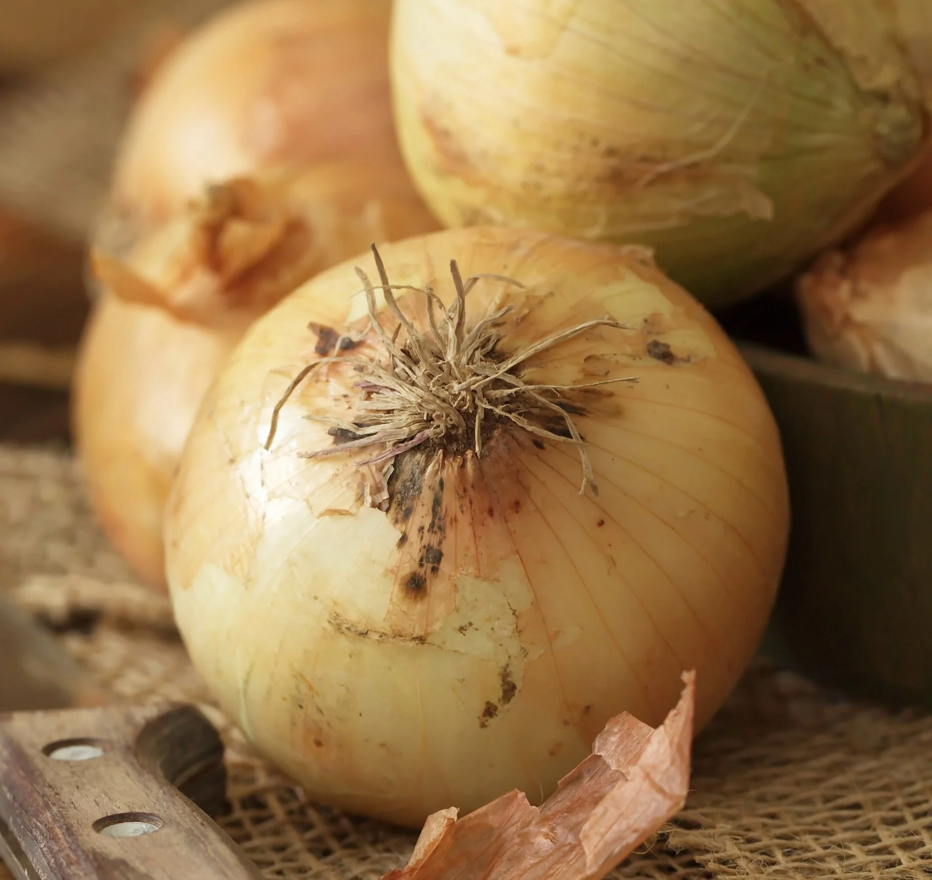 New York Early Onion