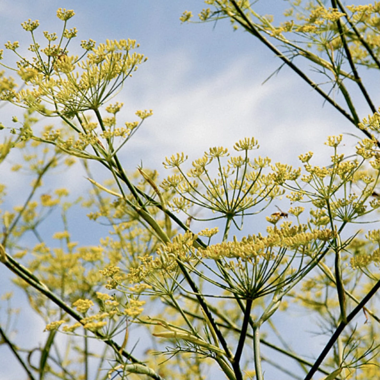 Sweet Fennel