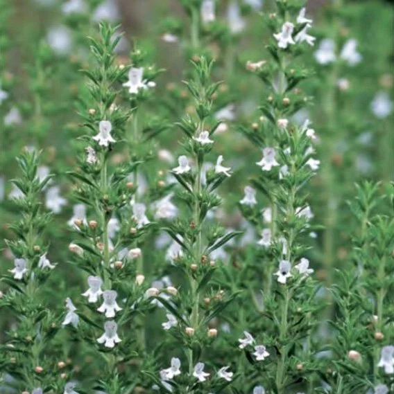 Winter Savory
