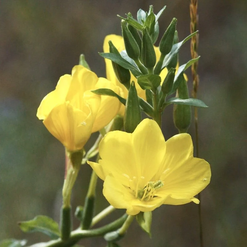 Evening Primrose