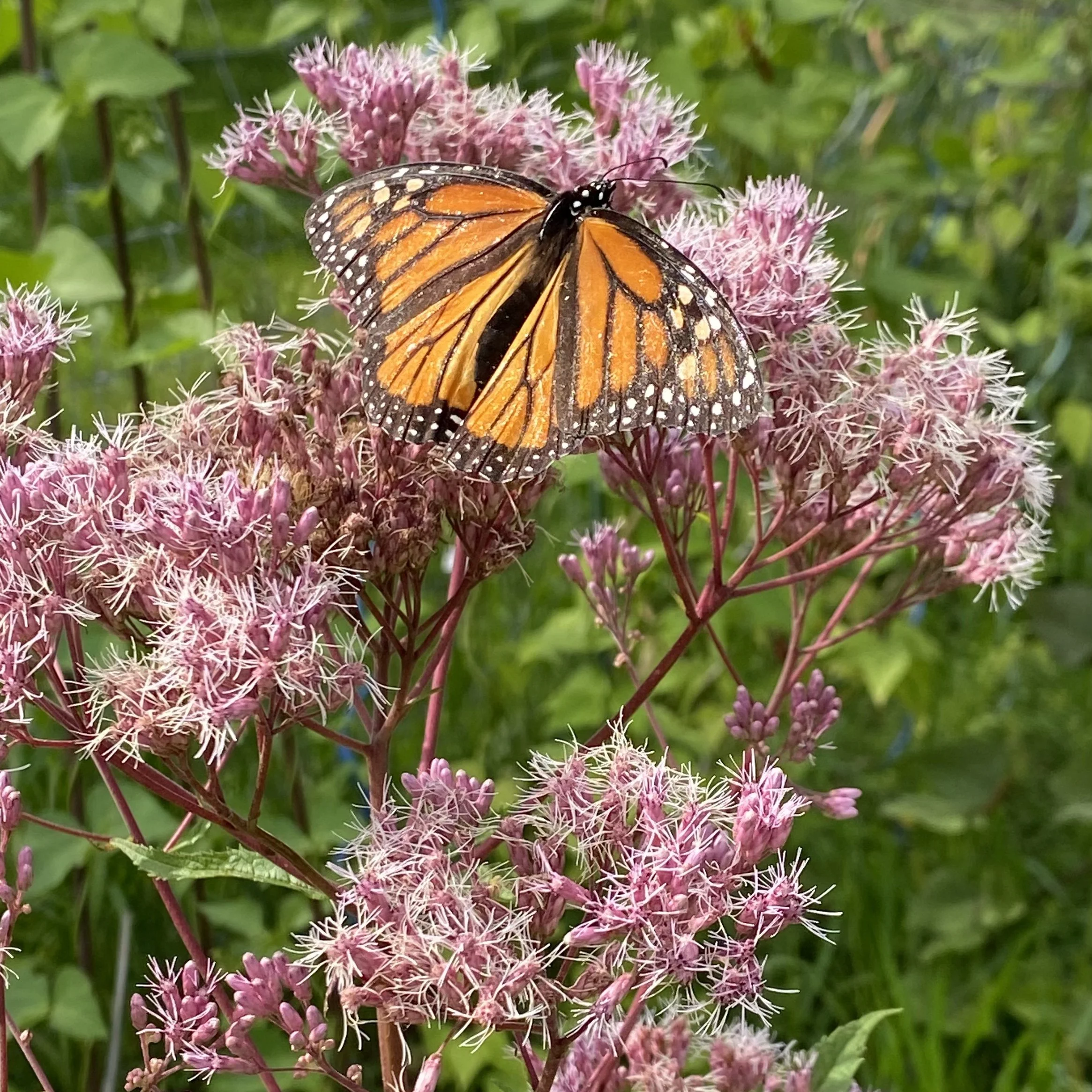 Joe Pye Weed