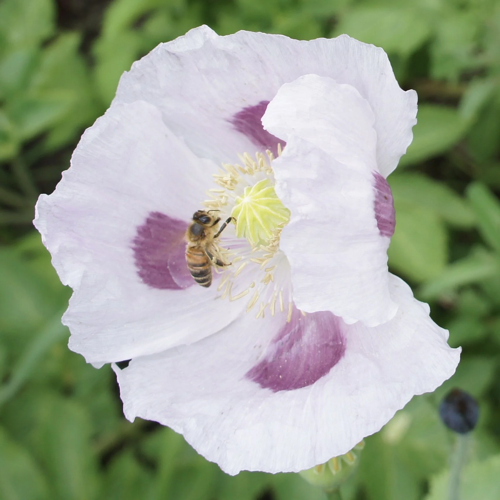 Elka White Breadseed Poppy