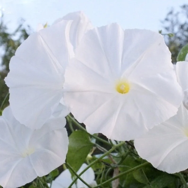 Pearly Gates Morning Glory