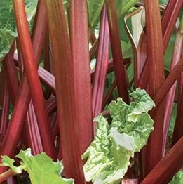Glaskins Perpetual Rhubarb