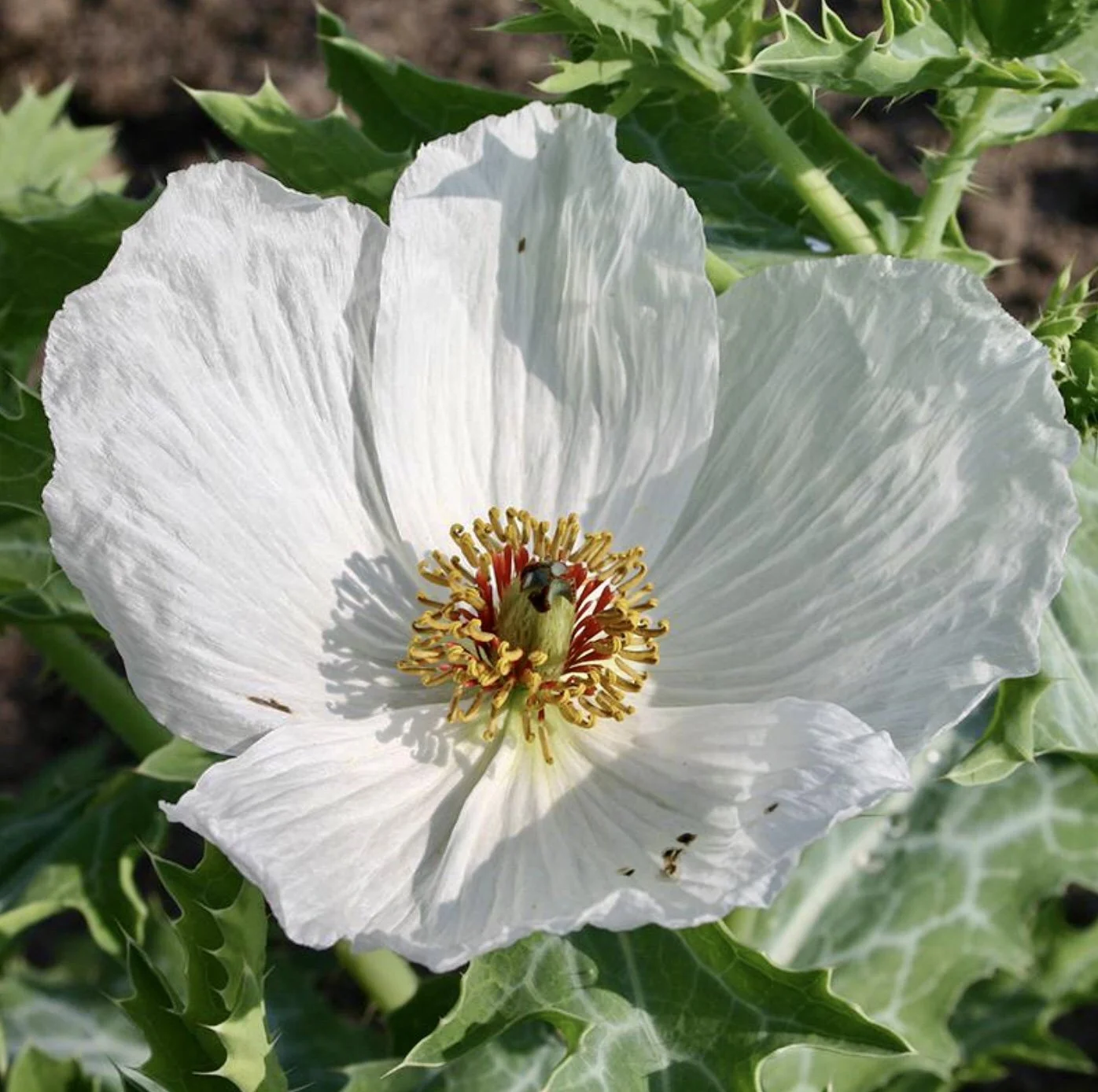 Crested Prickly Poppy