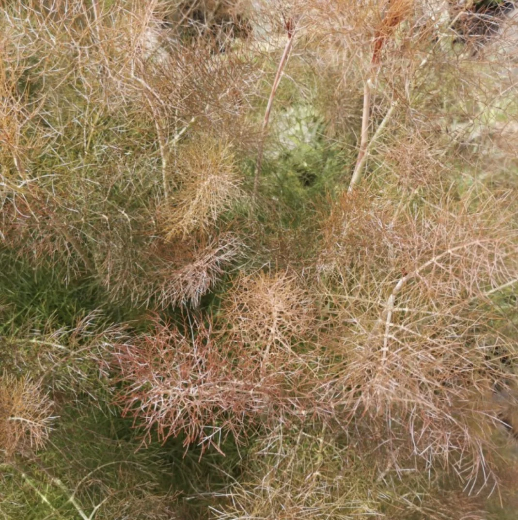 Bronze Fennel
