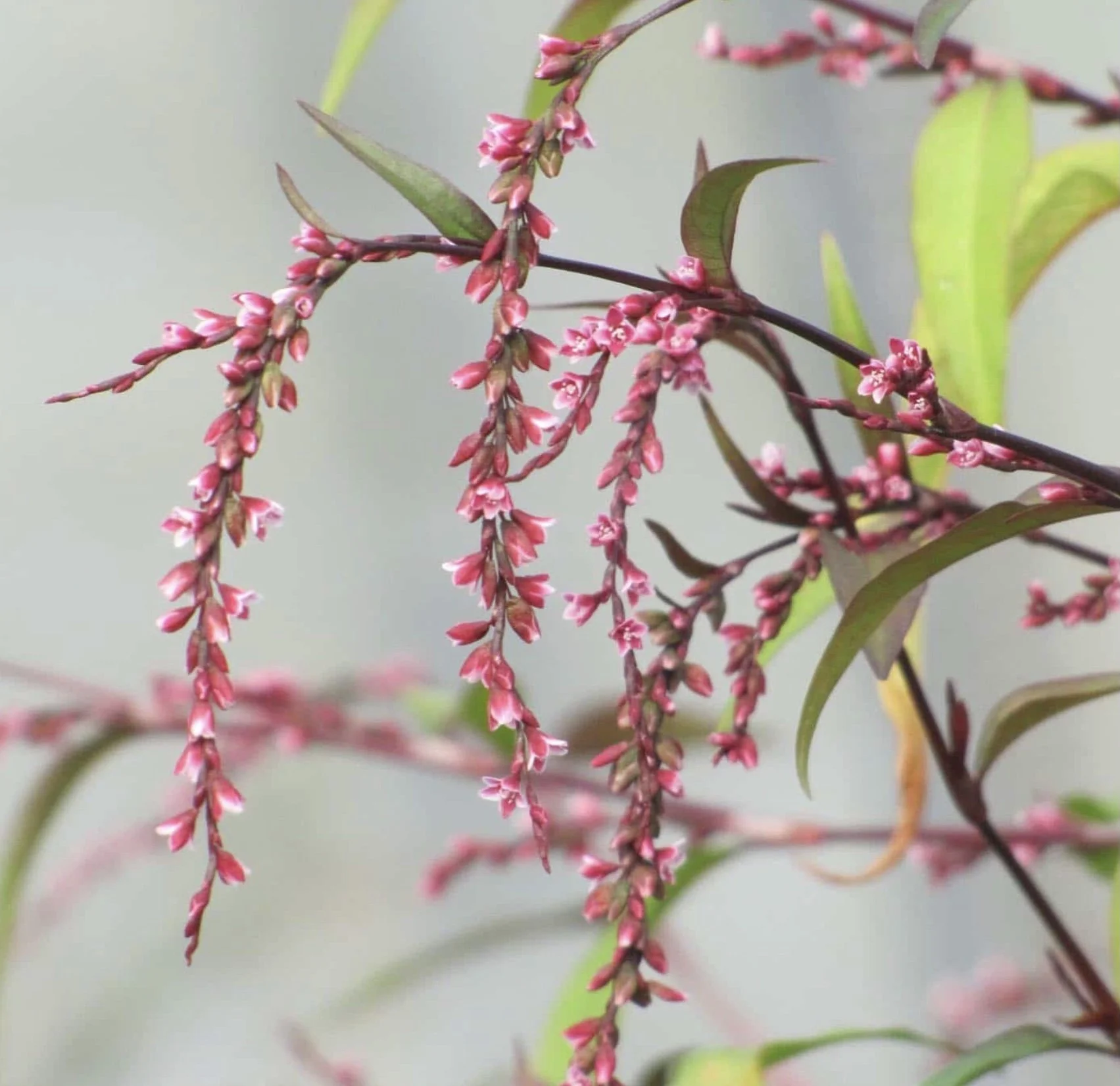 Japanese Water Pepper