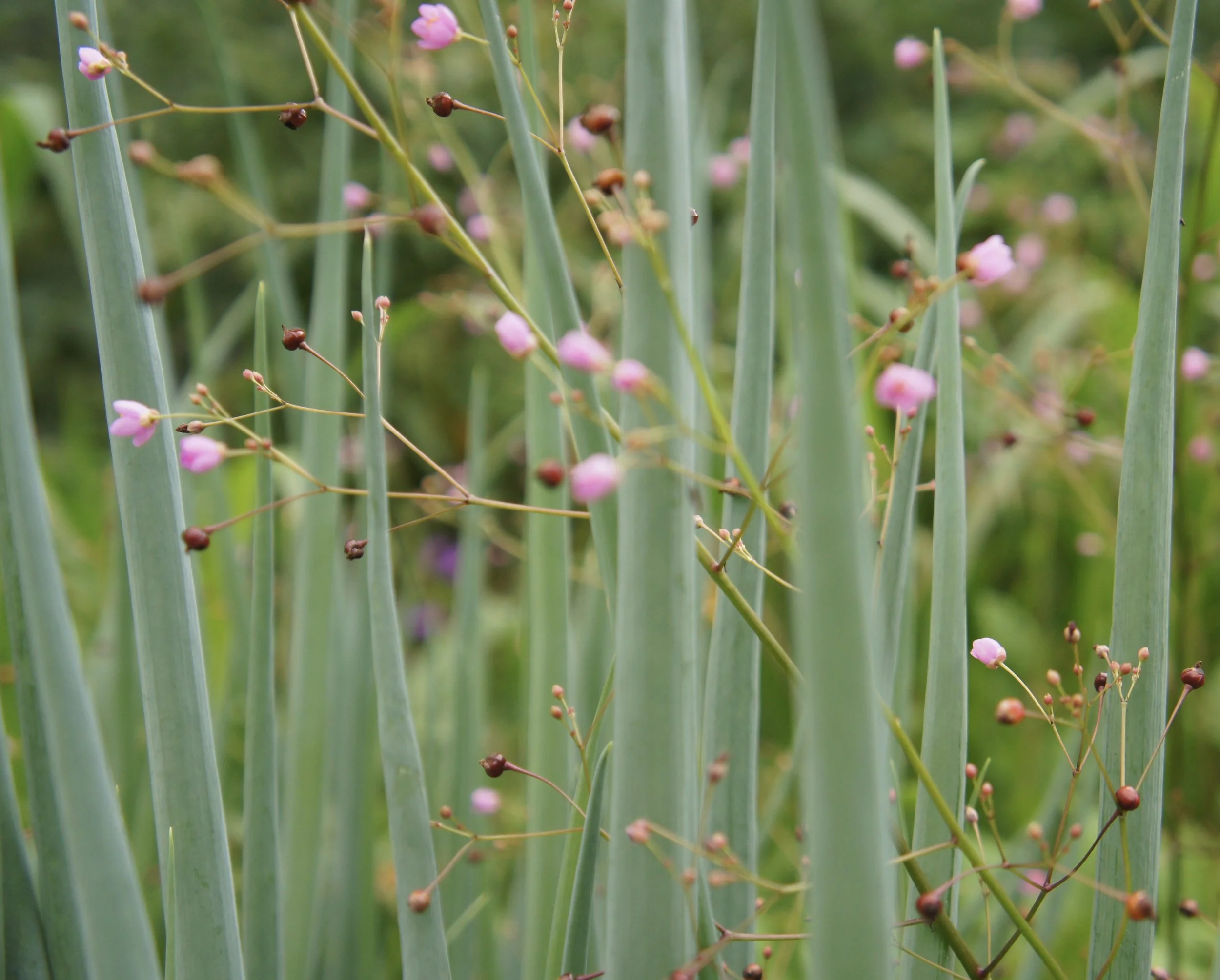 Kitchen Garden Permaculture