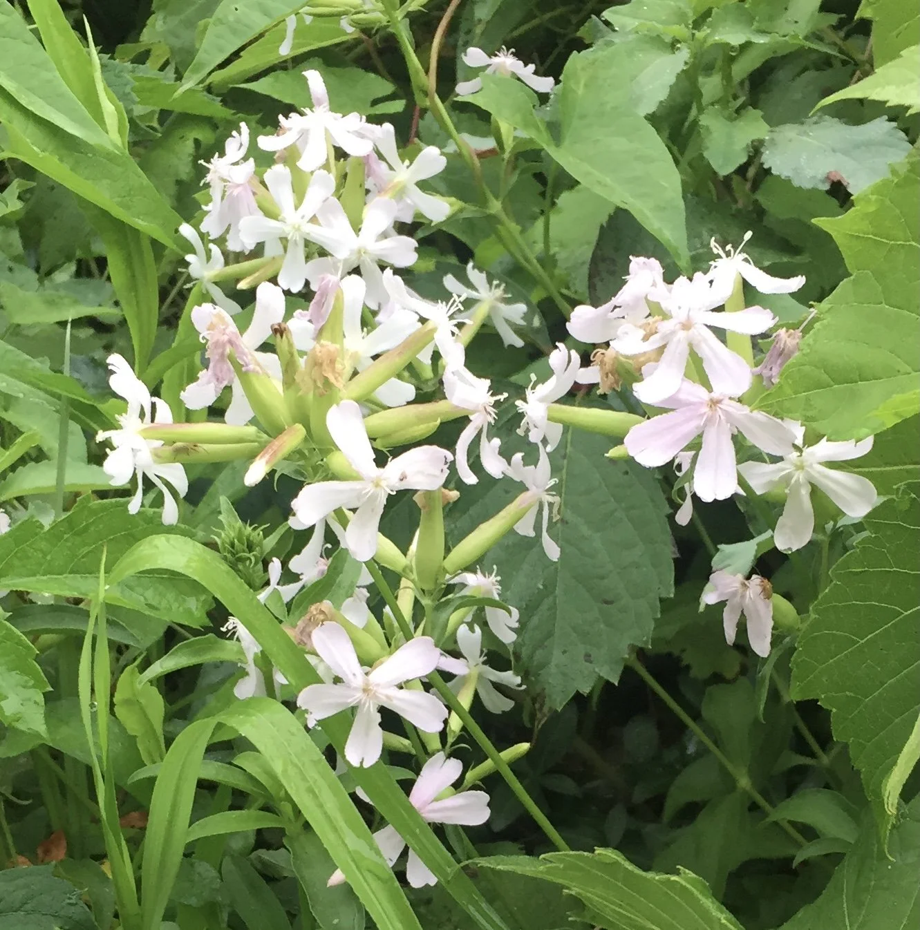 Soapwort