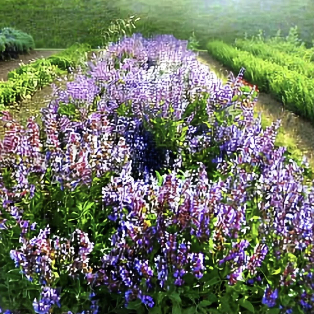 Casola Valsenio Sage