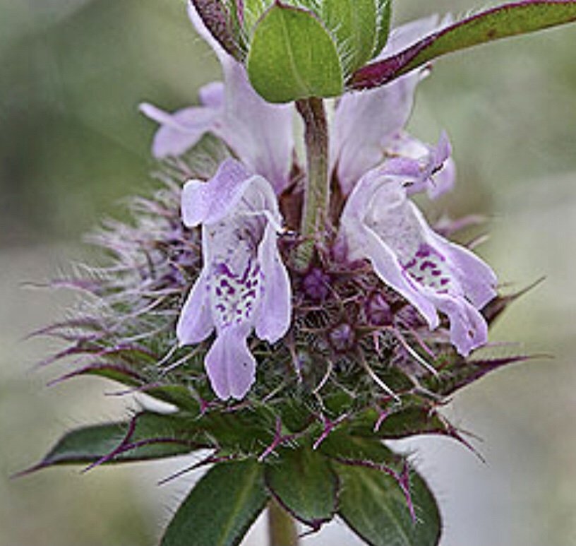Monarda pectinata