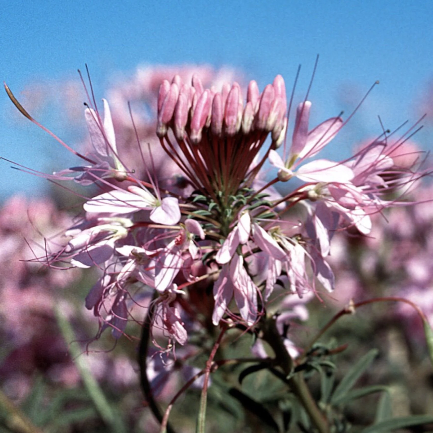 Cleome serrulata