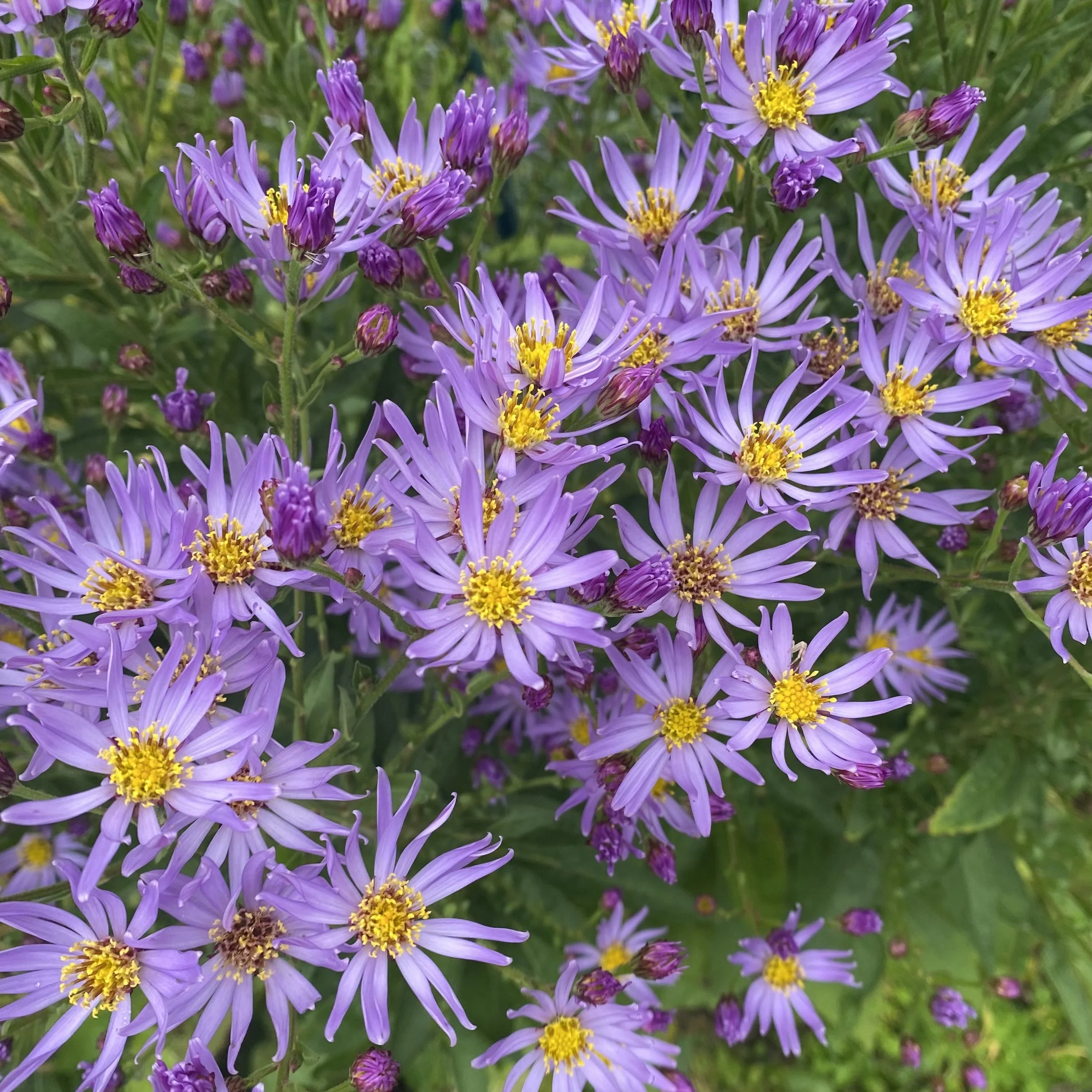 Tartarian Aster