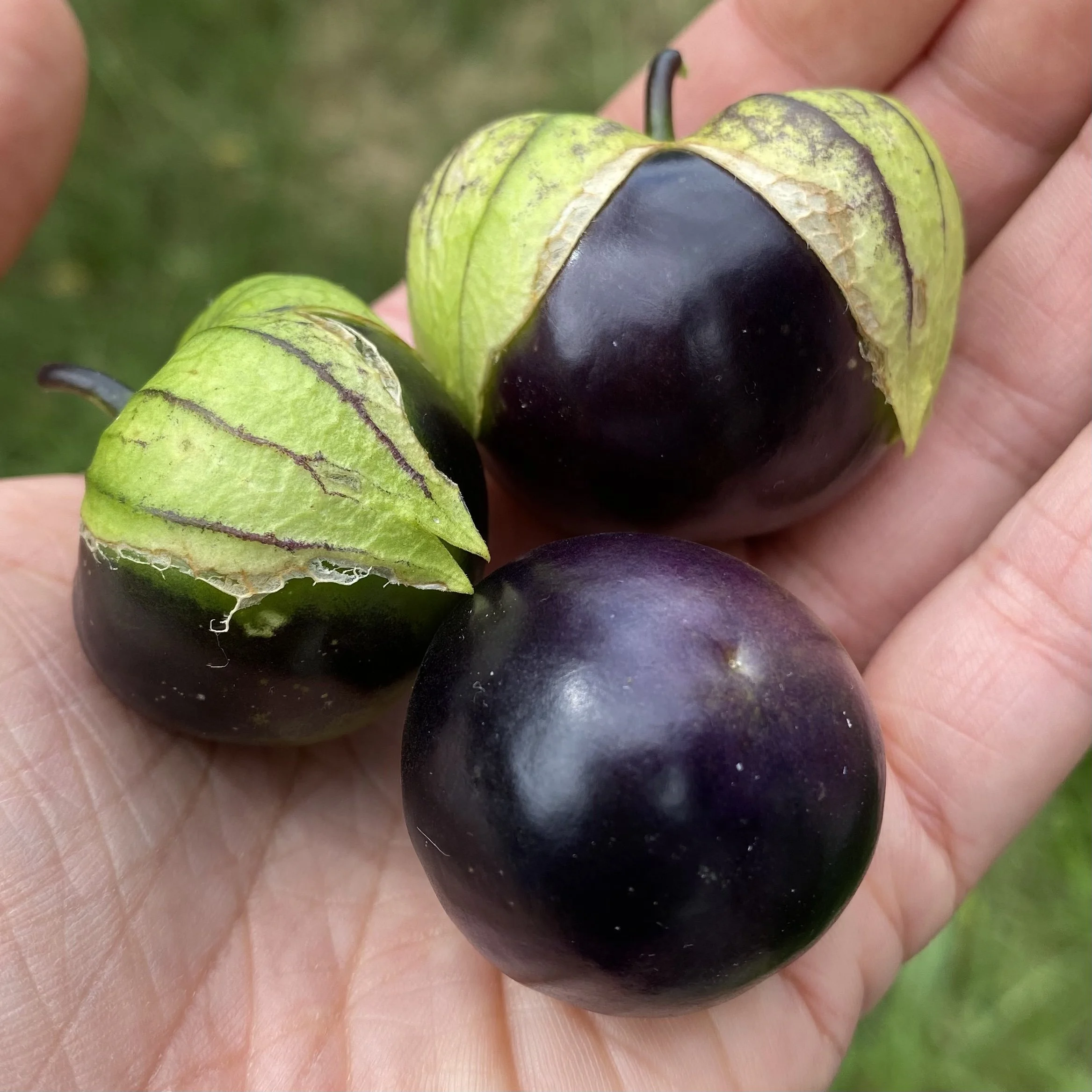 Mérida Market Tomatillo