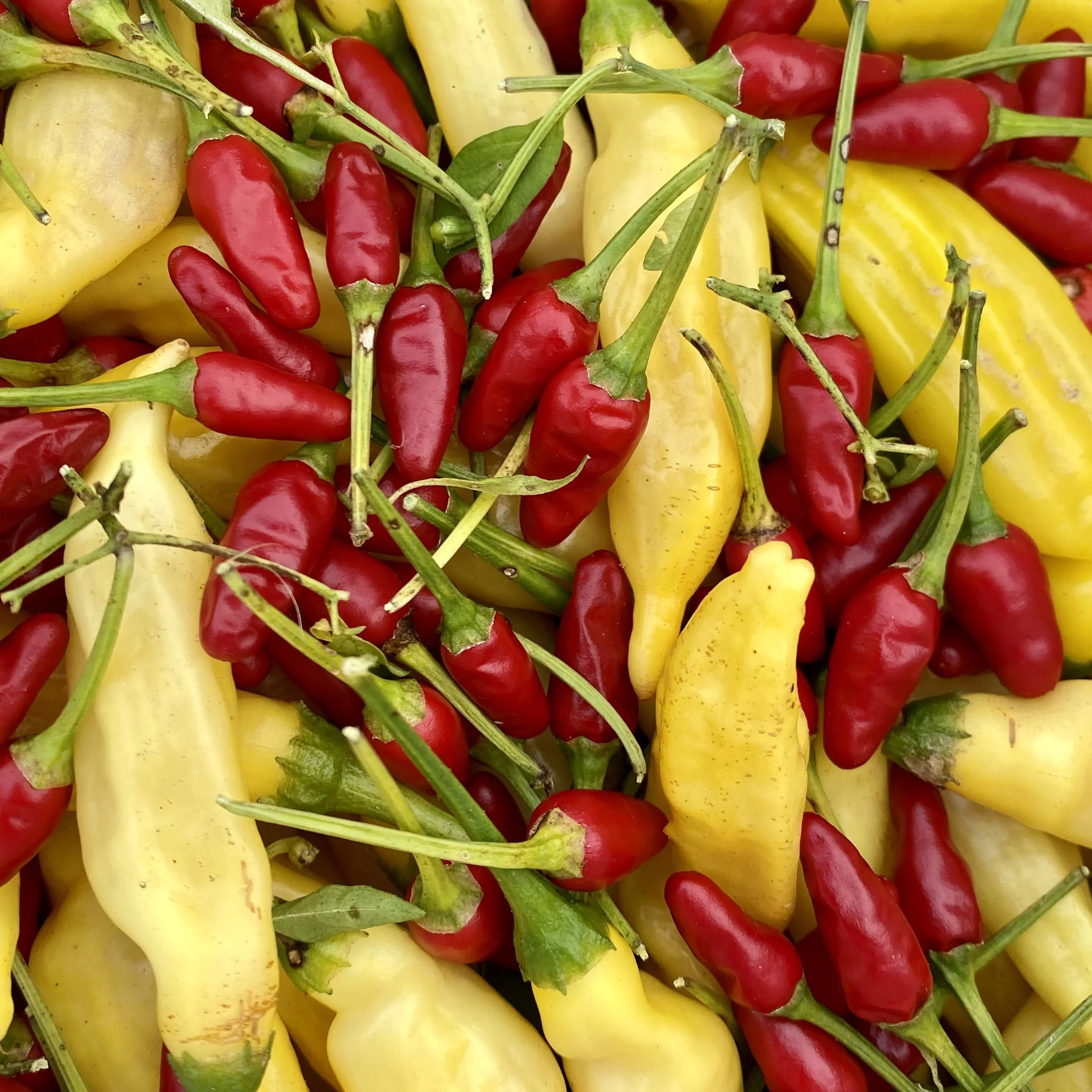 Zimbabwe Bird Pepper