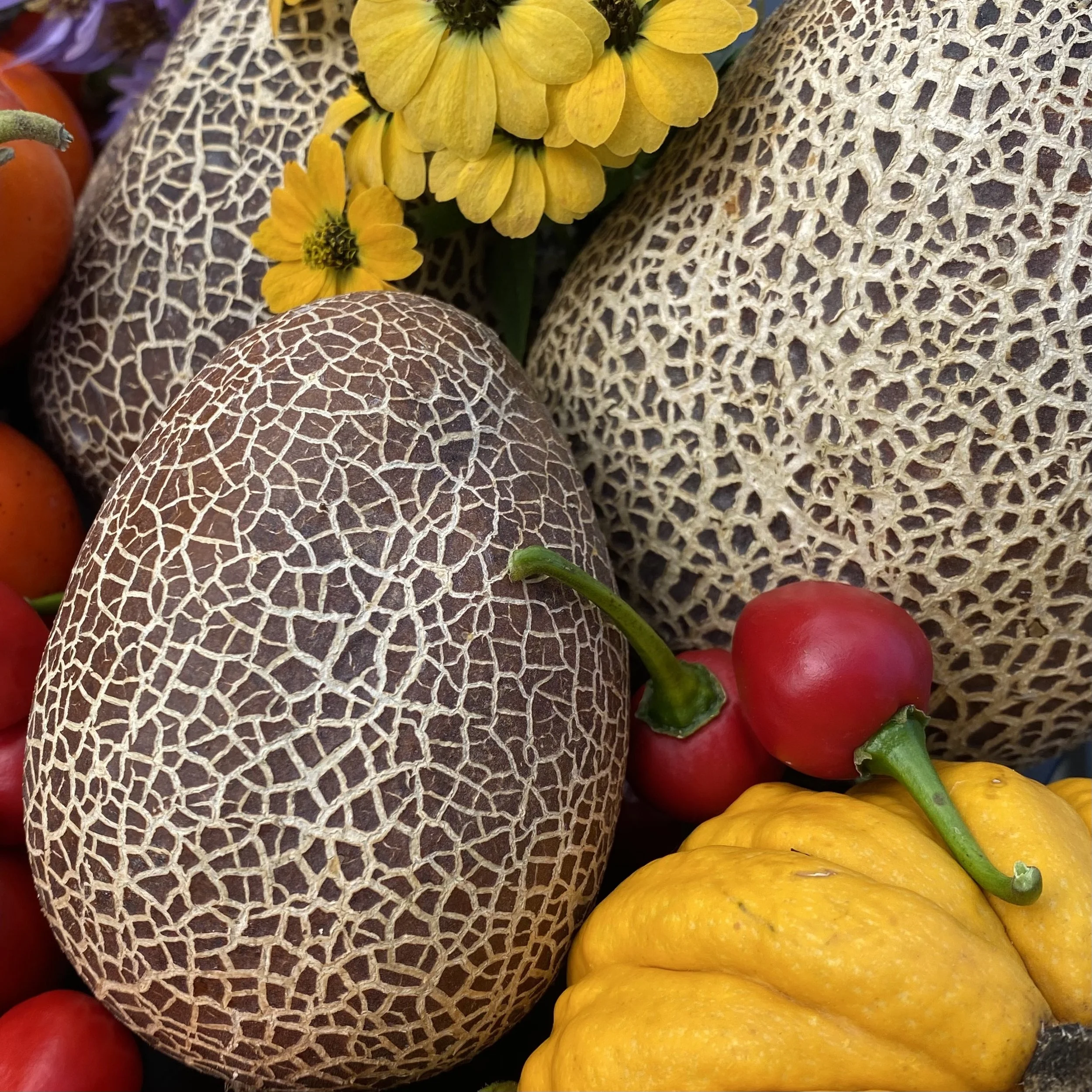 Sikkim Cucumber