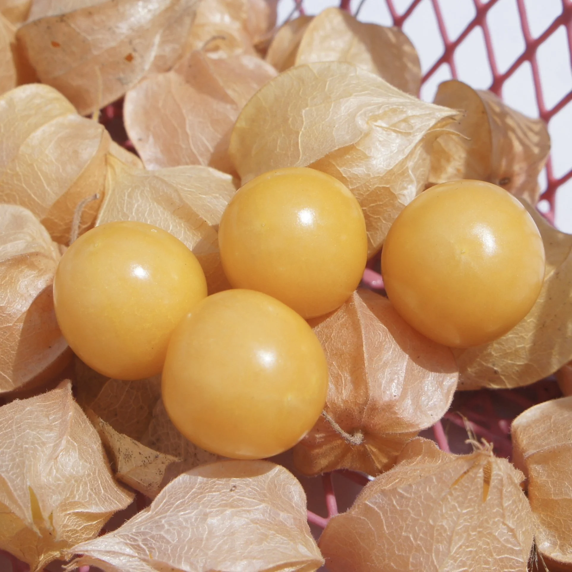 Geltower Ground Cherry