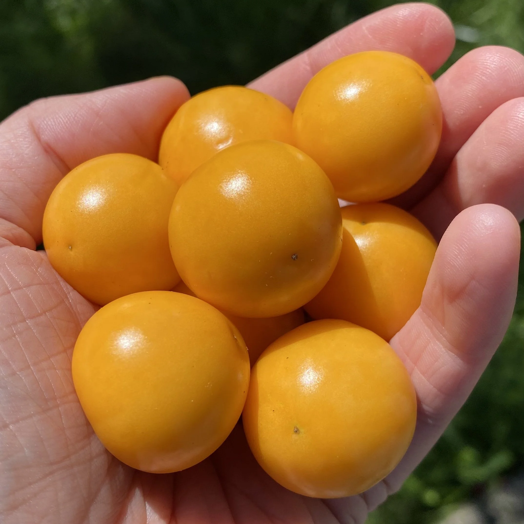 Lucie's Big Goldenberry