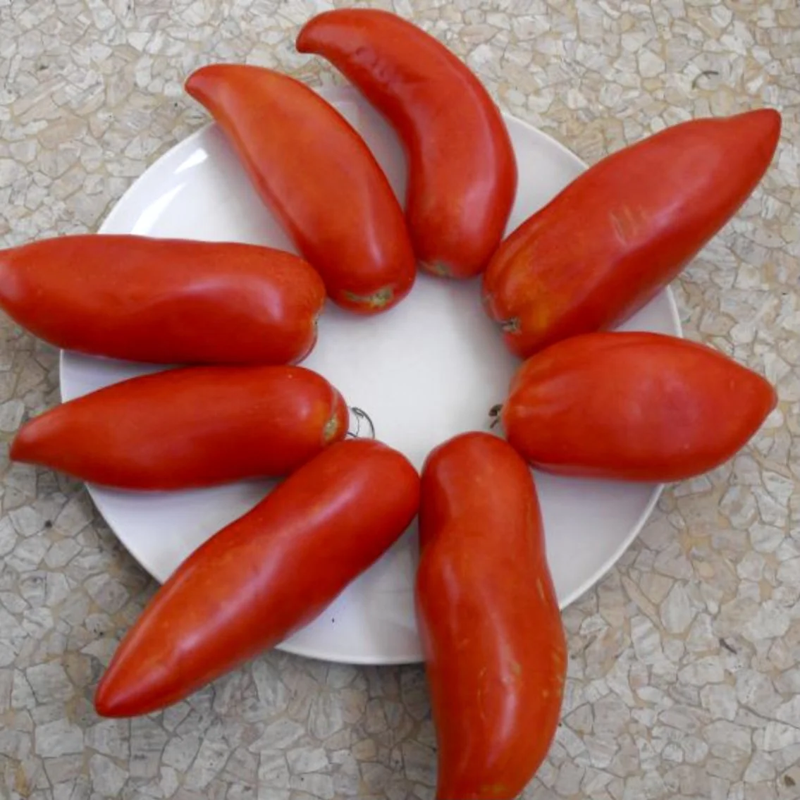 Corne de Bouc Tomato