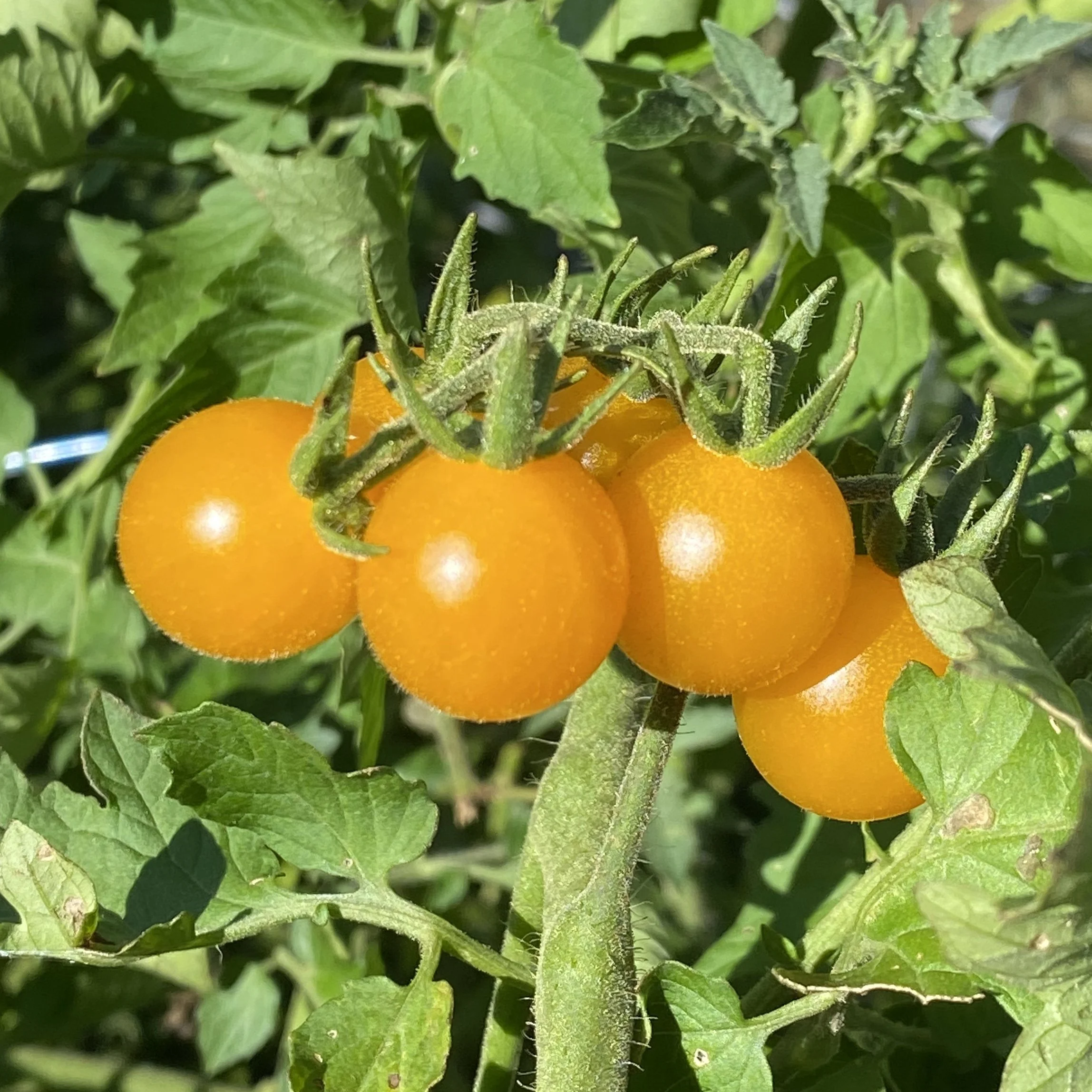 Wild Galapagos Tomato