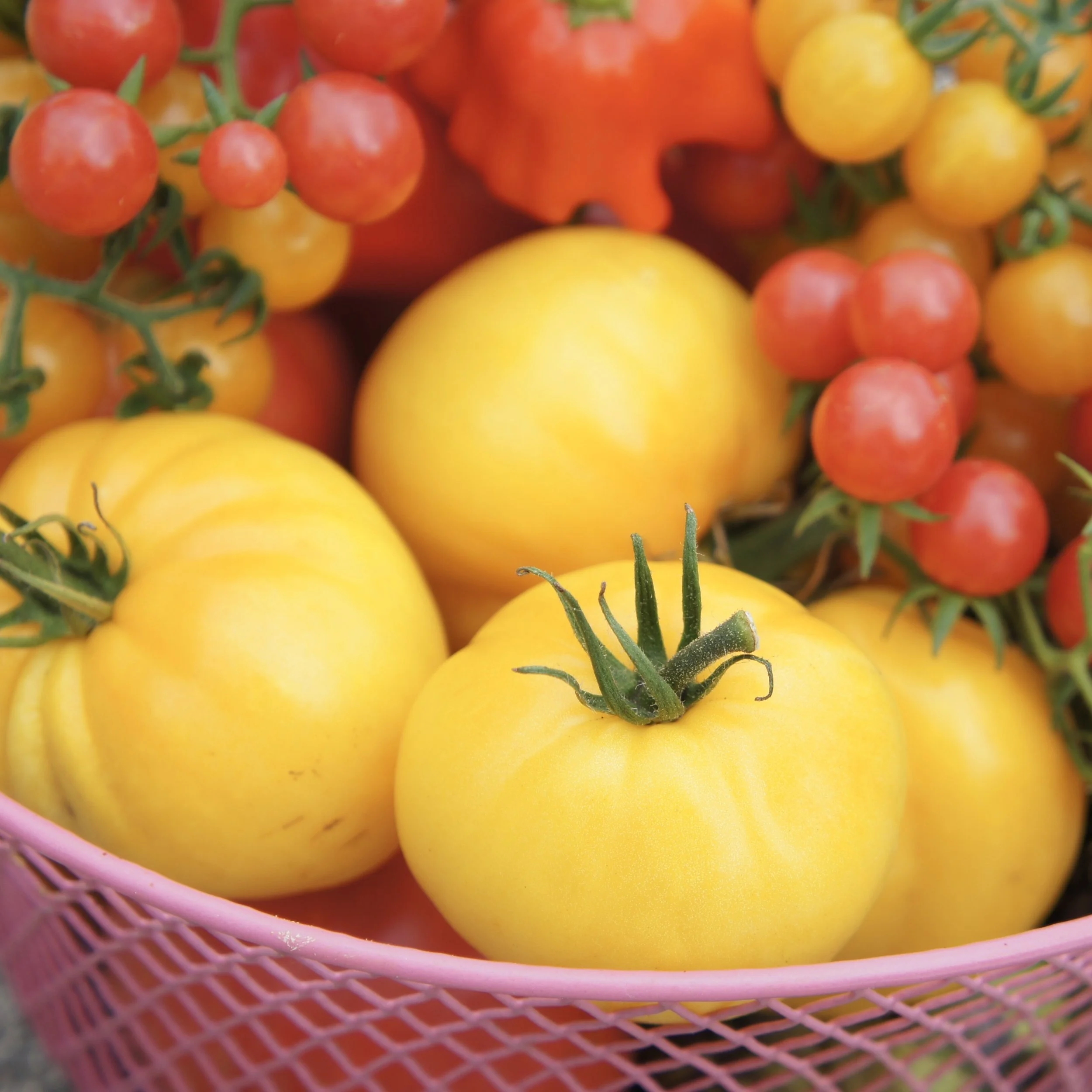 Dwarf Lemon Ice Tomato