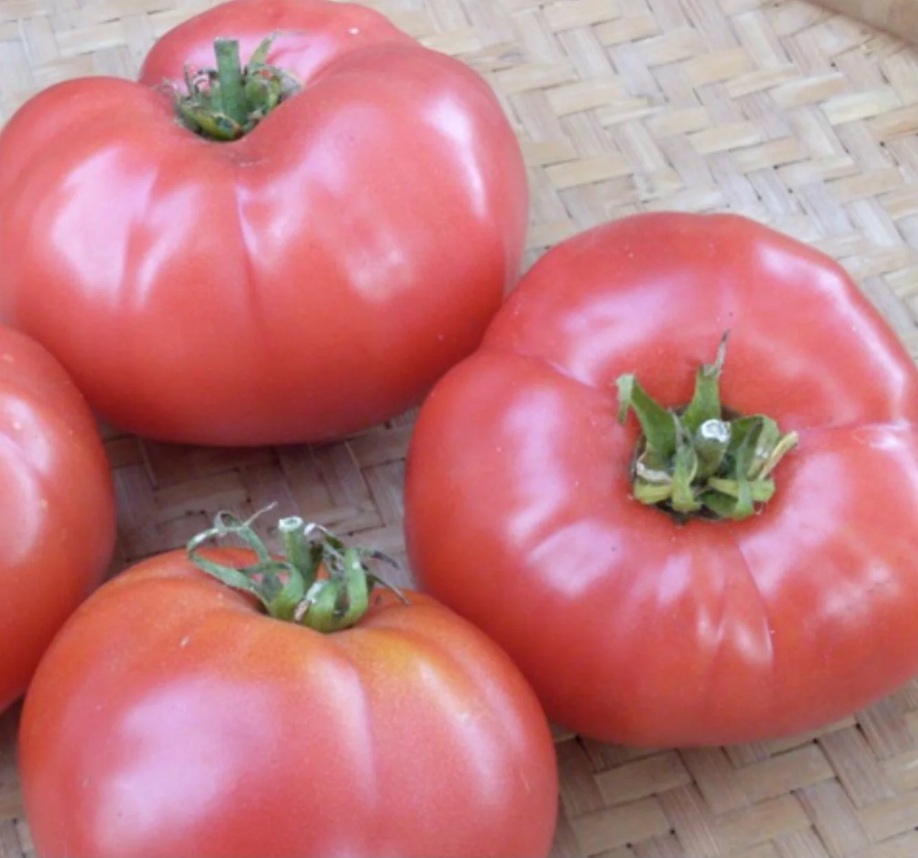 Rosabec Tomato