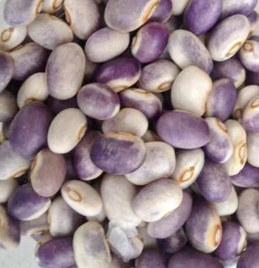 Blooming Prairie Bean