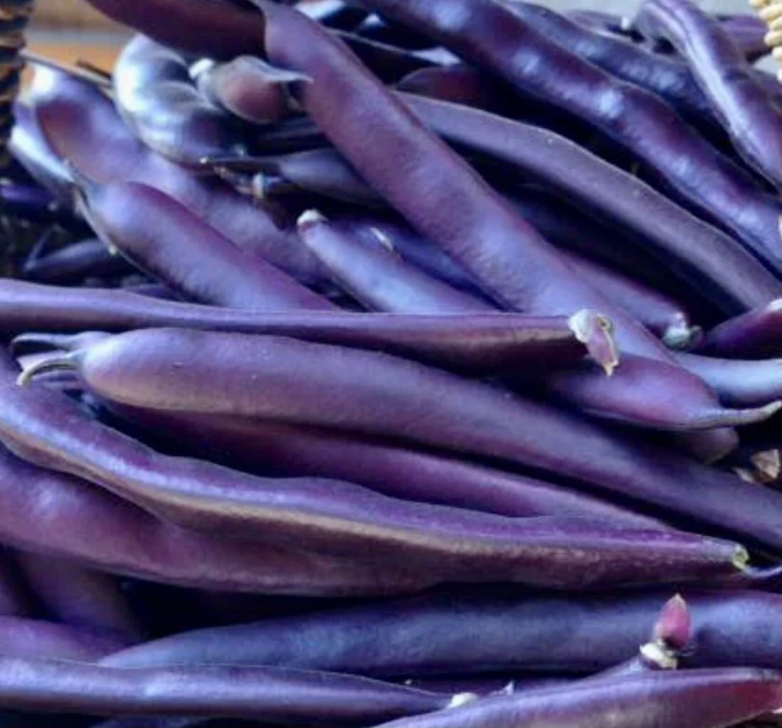 Blooming Prairie Bean