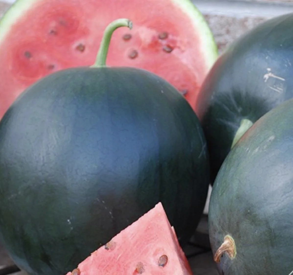 Black Tail Mountain Watermelon