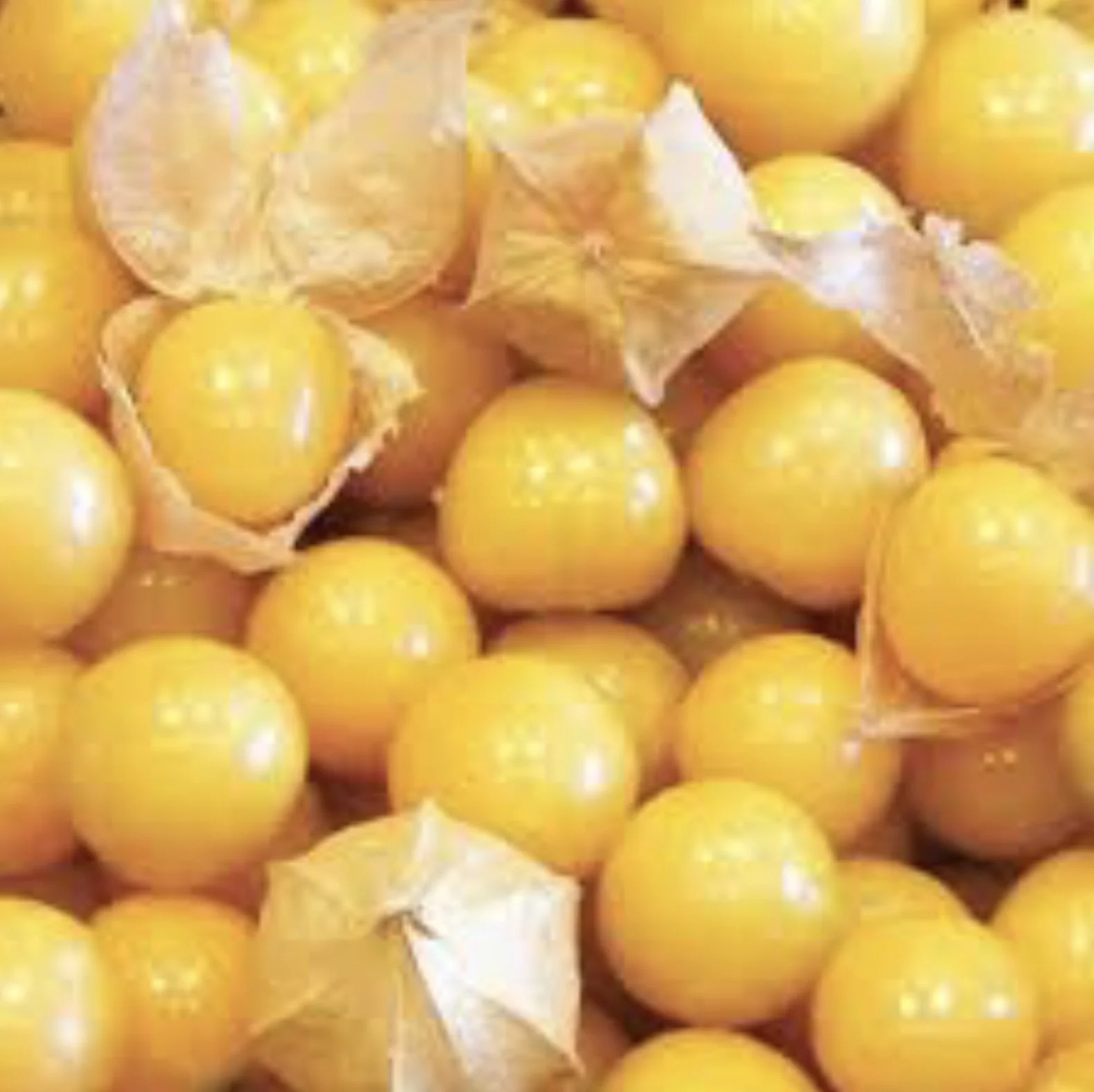 Aunt Molly's Ground Cherry