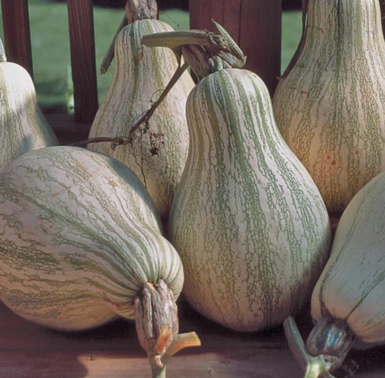 Tennessee Sweet Potato