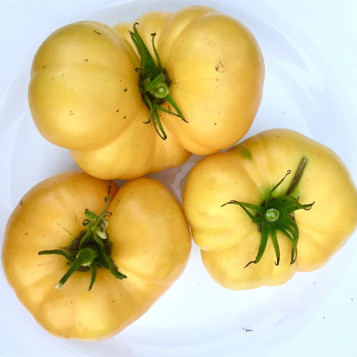 Azoychka Tomato Seeds - 50+ Russian Heirloom, Indeterminate, Easy To Grow