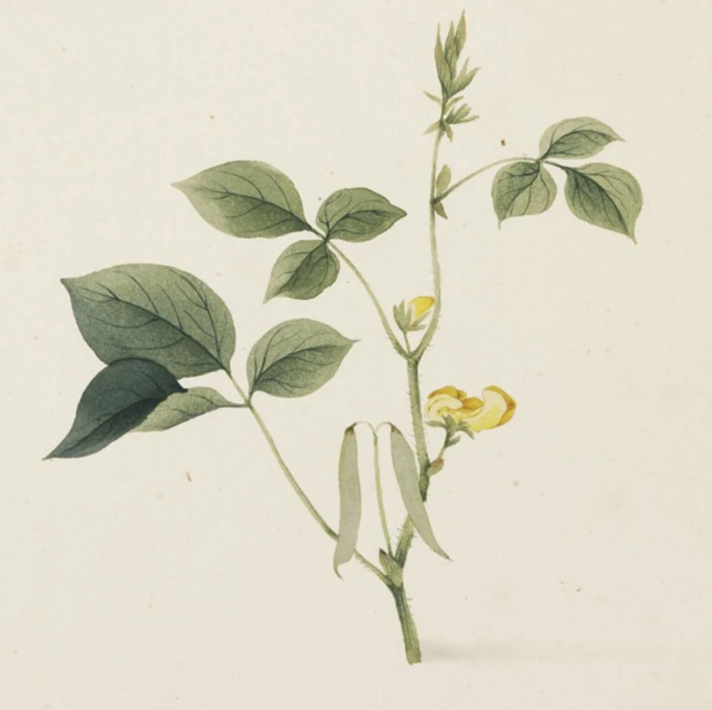Adzuki Beans  Farmacie Isolde