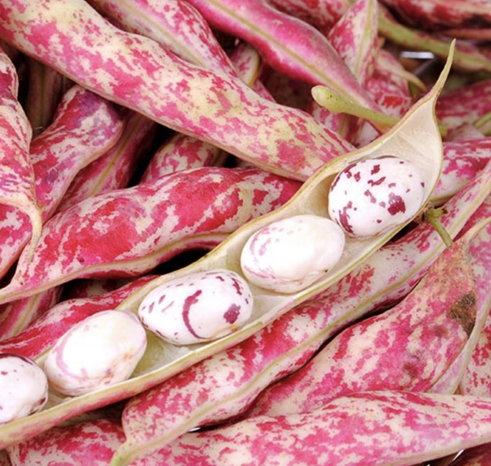 Borlotto Lingua di Fuoco