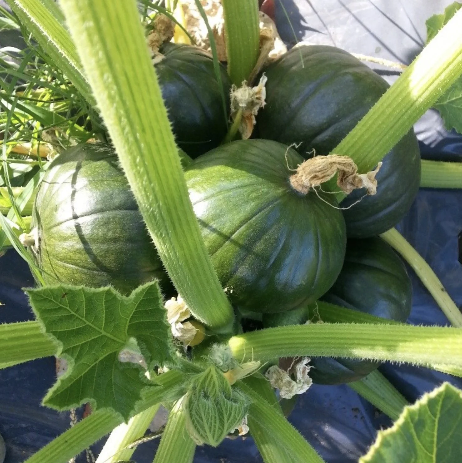 Zapallitos de Tronco